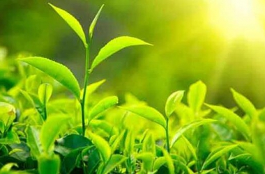 &#39318;&#39029;&#95;&#74;&#68;&#66;&#40;&#20013;&#22269;&#41;&#30005;&#23376;&#95;&#23448;&#26041;&#32593;&#31449;